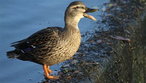 are ducks louder than chickens